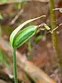 The fruit of Cypripedium acaule