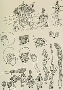 Cytological structures of "Botryorhiza hippocrateae"