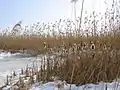 Reedbed of Phragmites australis and Typha latifolia