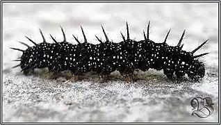 Caterpillar