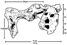 Pelvis in face-view preserving the sacrum and the right ilium and the upper portion of the ischium