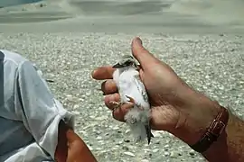 Chick, hand held