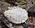 Molt of an unidentified (dried) marine serolid isopod seen on the shore in Punta Arenas, Chile. About 3-4cm in length.