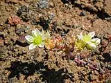 Plant flowers and fruits, before going dormant for the rest of the year.