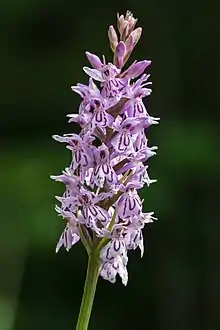 Common spotted orchid