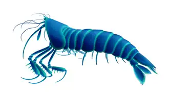 Daidal was a basal species of Mantis shrimp (stomatopoda)