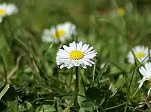 An image of flowers, with one in focus. The background is out of focus.