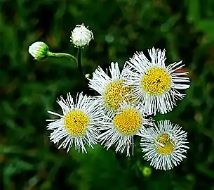 Flower heads and buds