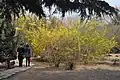 The winter jasmine comes into bloom as the first sign of spring