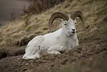 Dall Sheep ram (male adult)