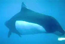 Dall's porpoise