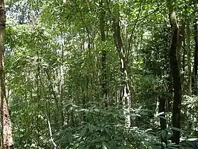 Rainforests in the Dampa Tiger Reserve Forest