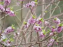 Daphne mezereum – deciduous