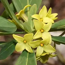 Daphne pseudomezereum