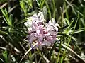 Daphne striata, native to the Alps and the Dolomites.