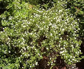 Garden plant originally identified as Potentilla veitchii