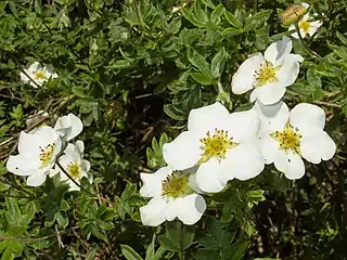 Flower of garden plant originally identified as Potentilla veitchii