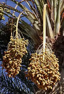 Fruit of the date palm Phoenix dactylifera