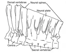 Vertebrae