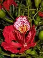 Delonix or ornamental Gulmohar flower seen in profusion in the Cubbon Park