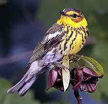 Reinita tigre(Dendroica tigrina)