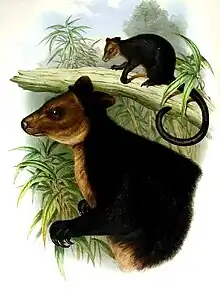 Brown tree-kangaroo