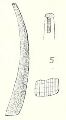 "Antalis diarrhox", 17.5 × 2.2 mm