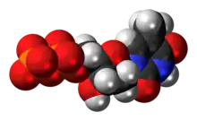 Space-filling model of the Thymidine diphosphate molecule, 3- negative charge