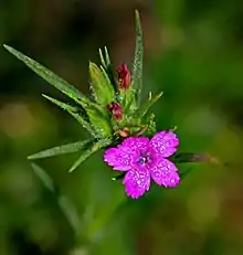 Deptford Pink (Dianthus armeria) in flower