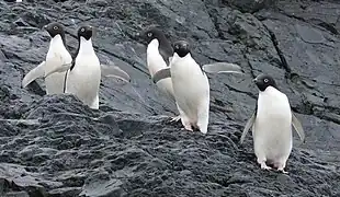 Adelie penguins on Detaille Island