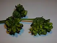 Immature knopper galls