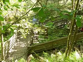 Boardwalk at Devil's Millhopper