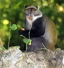 Samango monkey