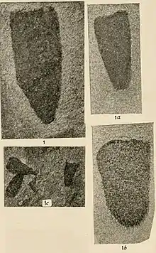 Diagoniella hindei fossils