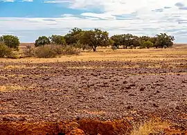 Diamantina National Park, a tropical grassland/savannah