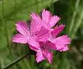 Dianthus carthusianorum