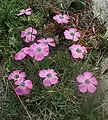 Plant of Dianthus pavonius