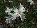 Flower of Dianthus seguieri subsp. glaber