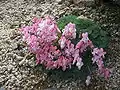 A plant with many flowers