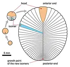 Ontogeny of Dickinsonia costata following the glide reflection interpretation