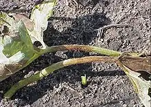 Symptoms of D. bryoniae on watermelon