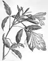 Botanical line drawing from Die Gartenlaube (1883)