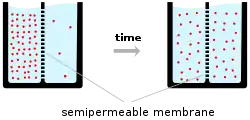 A schematic diagram of two beakers, each filled with water (light-blue) and a semipermeable membrane represented by a dashed vertical line inserted into the beaker dividing the liquid contents of the beaker into two equal portions. The left-hand beaker represents an initial state at time zero, where the number of ions (pink circles) is much higher on one side of the membrane than the other. The right-hand beaker represents the situation at a later time point, after which ions have flowed across the membrane from the high to low concentration compartment of the beaker so that the number of ions on each side of the membrane is now closer to equal.