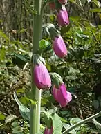 Digitalis purpurea