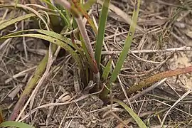 D. pillansii leaves