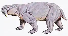 Restoration of D. tener