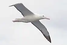 Toroa (albatross)