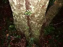 Diospyros pentamera growing by the Minnamurra River, Budderoo National Park, Australia