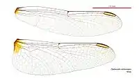 Male wings