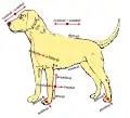 Anatomical terms of location in a dog